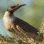image of bird