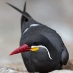 image of bird