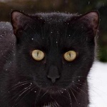 image of animal