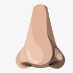 image of human_body_parts