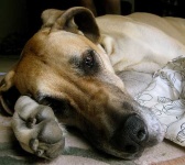 image of great_dane