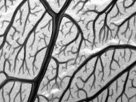 image of texture