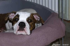 image of animal