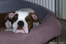 image of american_bulldog #25