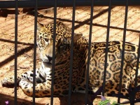 image of jaguar_car