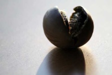 image of acorn