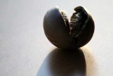 image of acorn #6