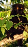 image of indri