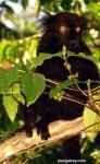 image of indri #31