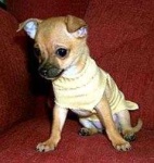 image of chihuahua