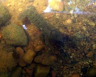 image of crayfish