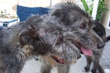 image of irish_wolfhound