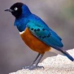 image of bird