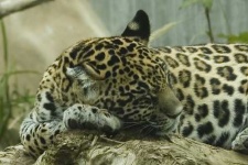 image of jaguar_car
