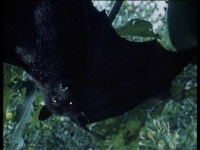 image of animal