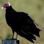 image of bird