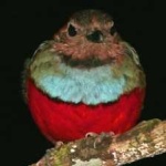 image of bird