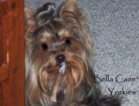 image of yorkshire_terrier #4