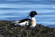 image of red_breasted_merganser