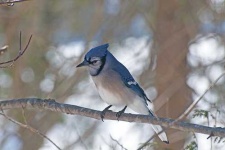 image of jay