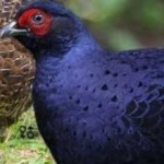 image of bird