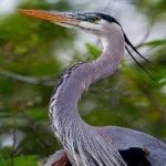 image of bird