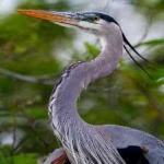 image of blue_heron #6