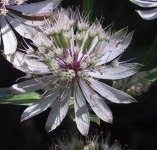 image of flower