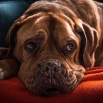 image of animal