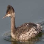 image of bird