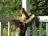 image of fox_squirrel