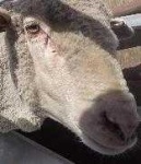 image of animal