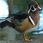 image of wood_duck #13