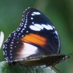 image of animal