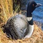 image of bird