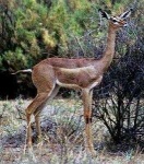 image of gerenuk