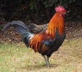 image of rooster