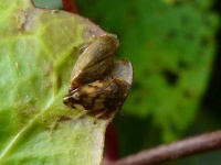 image of leafhopper #14