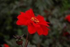image of flower