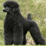 image of poodle #18