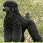 image of animal