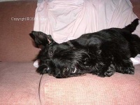 image of scottish_terrier #27