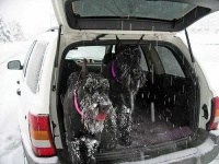image of giant_schnauzer