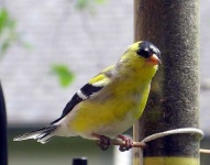 image of goldfinch
