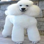image of animal