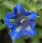 image of flower