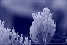 image of coral_fungus