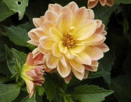 image of flower