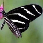 image of animal