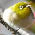 image of bird